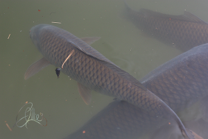 carp coy fish kyoto